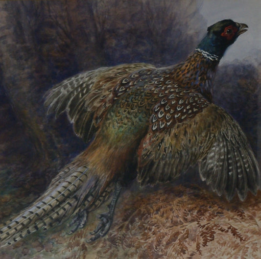 'Pheasant taking flight'    George Anderson Short (1856-1945) Watercolour
