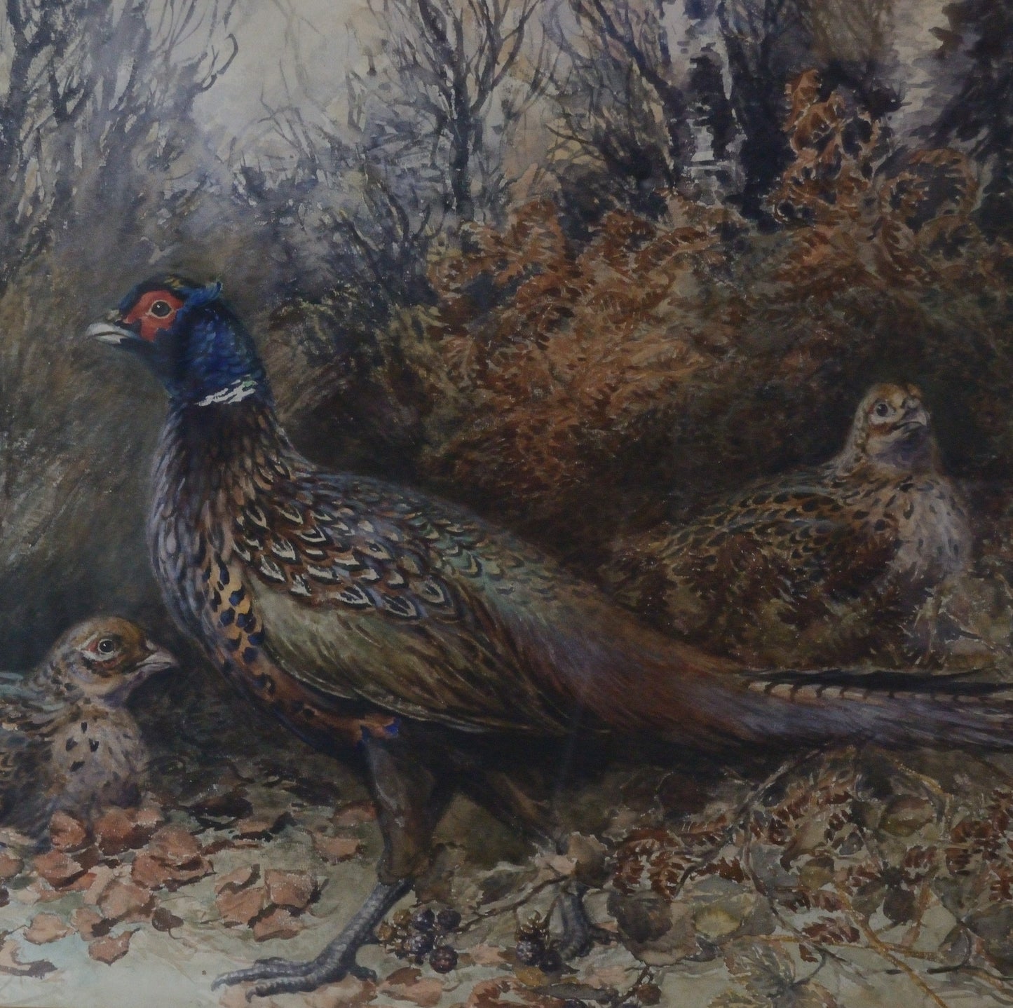 'Pheasants'    George Anderson Short (1856-1945) Watercolour