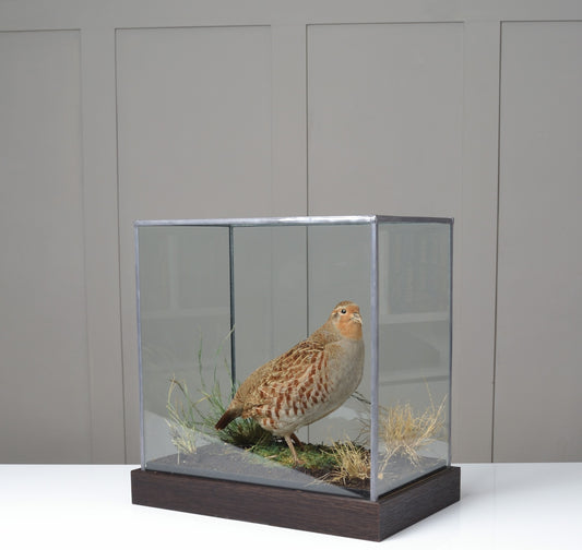A Cased Grey or English Partridge