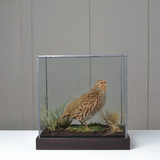 A Cased Grey or English Partridge