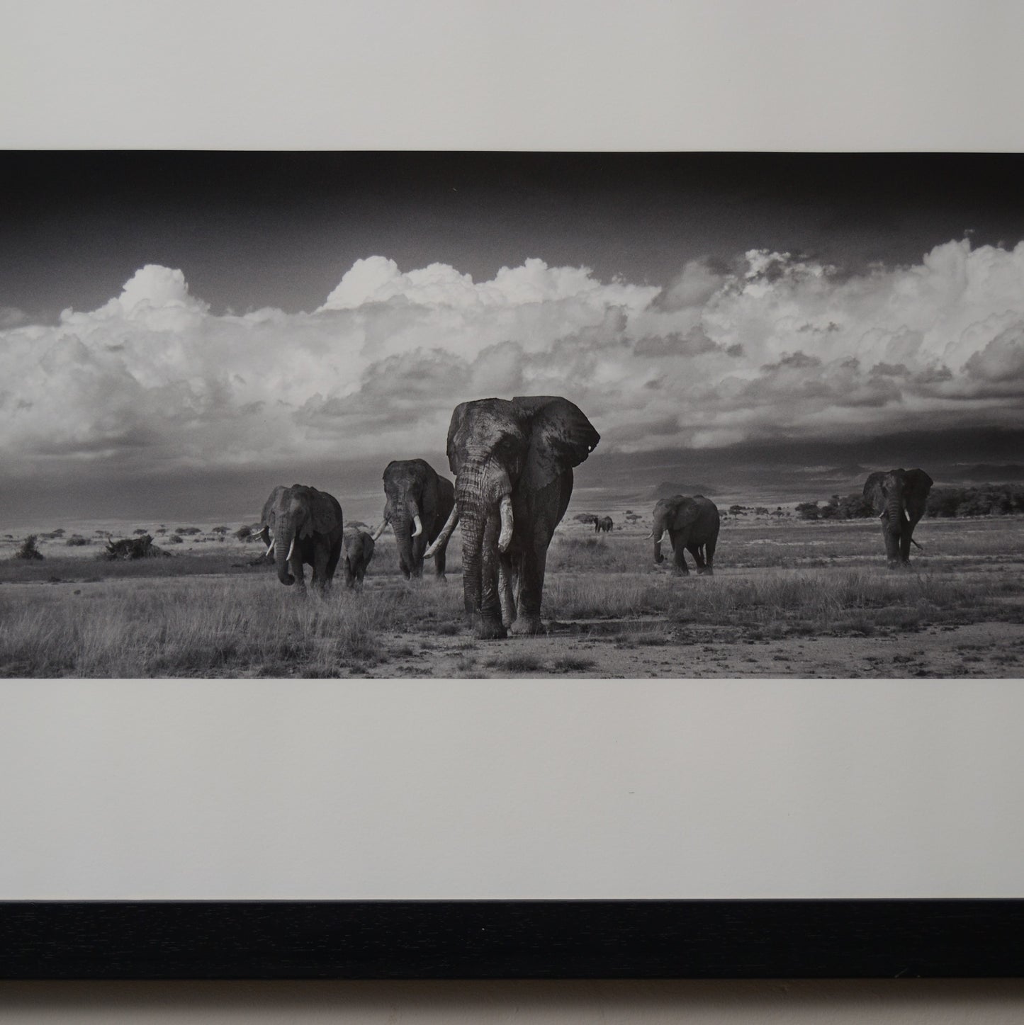 Amboseli Under Stormy Clouds, Alwyn R Coates