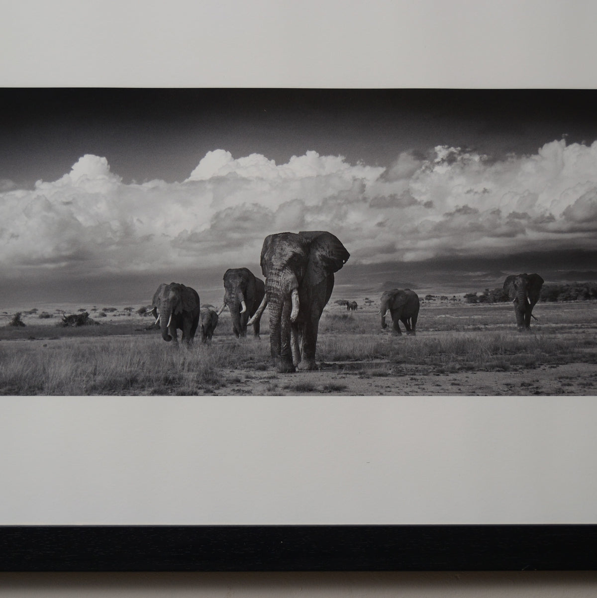 Amboseli Under Stormy Clouds, Alwyn R Coates