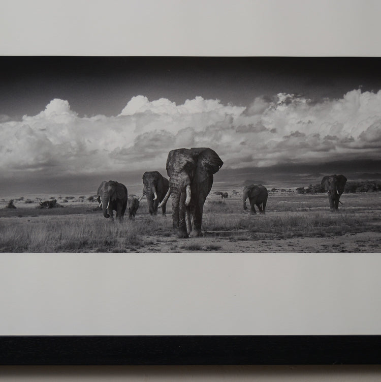 Amboseli Under Stormy Clouds, Alwyn R Coates