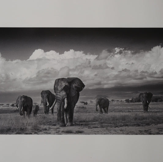 Amboseli Under Stormy Clouds, Alwyn R Coates