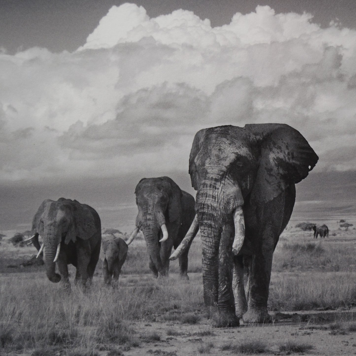 Amboseli Under Stormy Clouds, Alwyn R Coates
