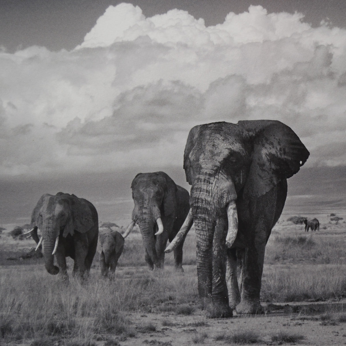 Amboseli Under Stormy Clouds, Alwyn R Coates
