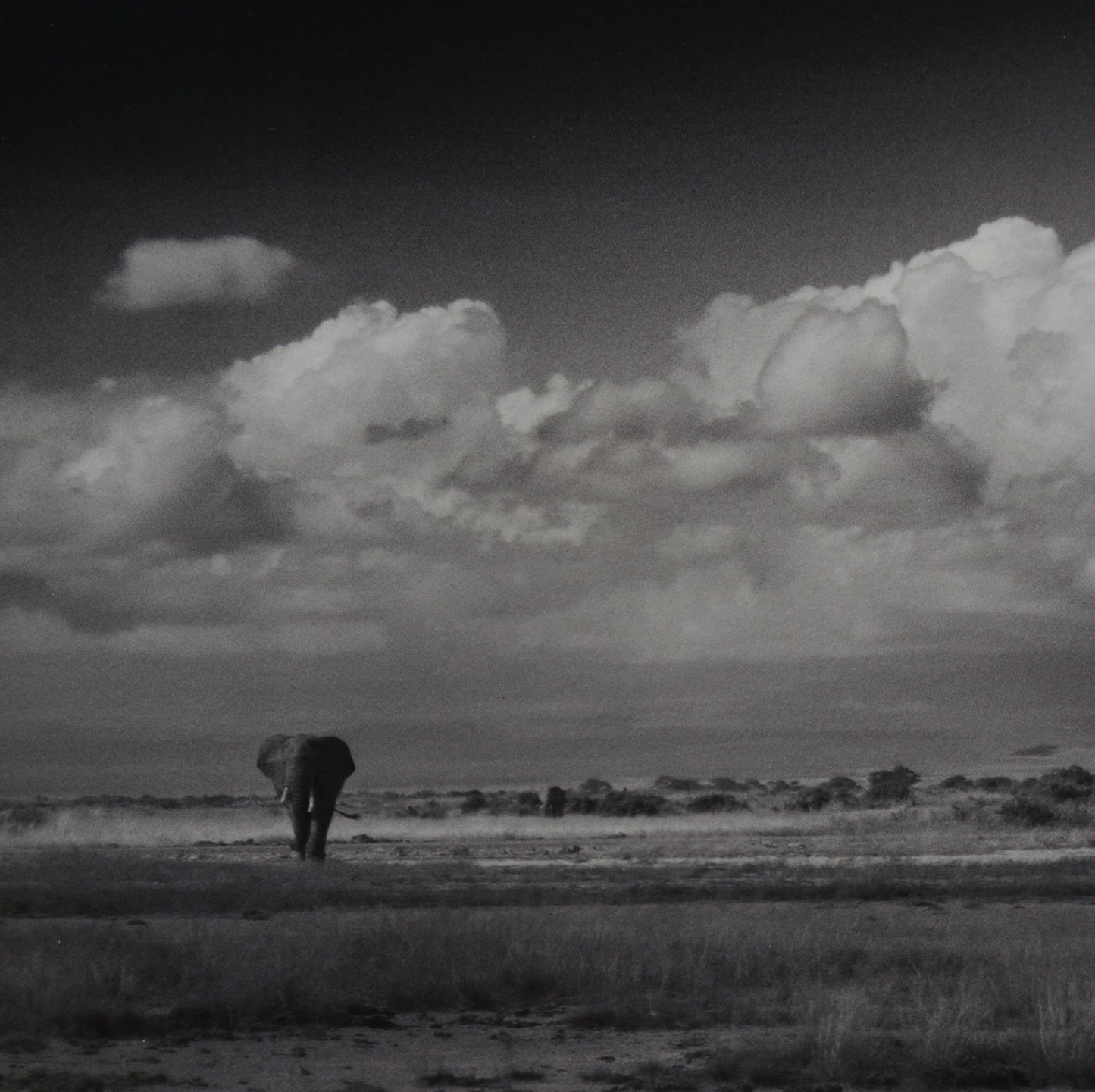 Amboseli Under Stormy Clouds, Alwyn R Coates
