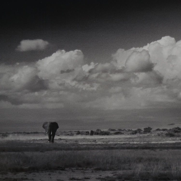 Amboseli Under Stormy Clouds, Alwyn R Coates