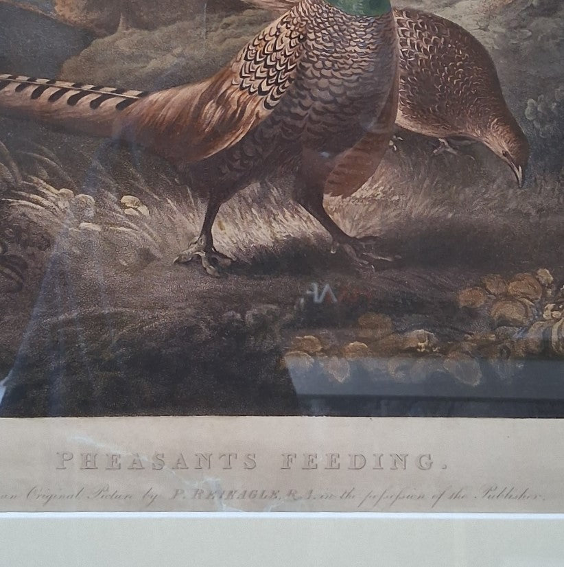 'Pheasants Feeding'  An engraving by P Reinagle R.A.