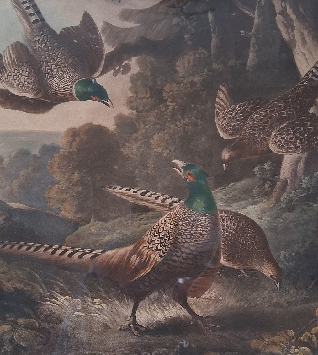 'Pheasants Feeding'  An engraving by P Reinagle R.A.