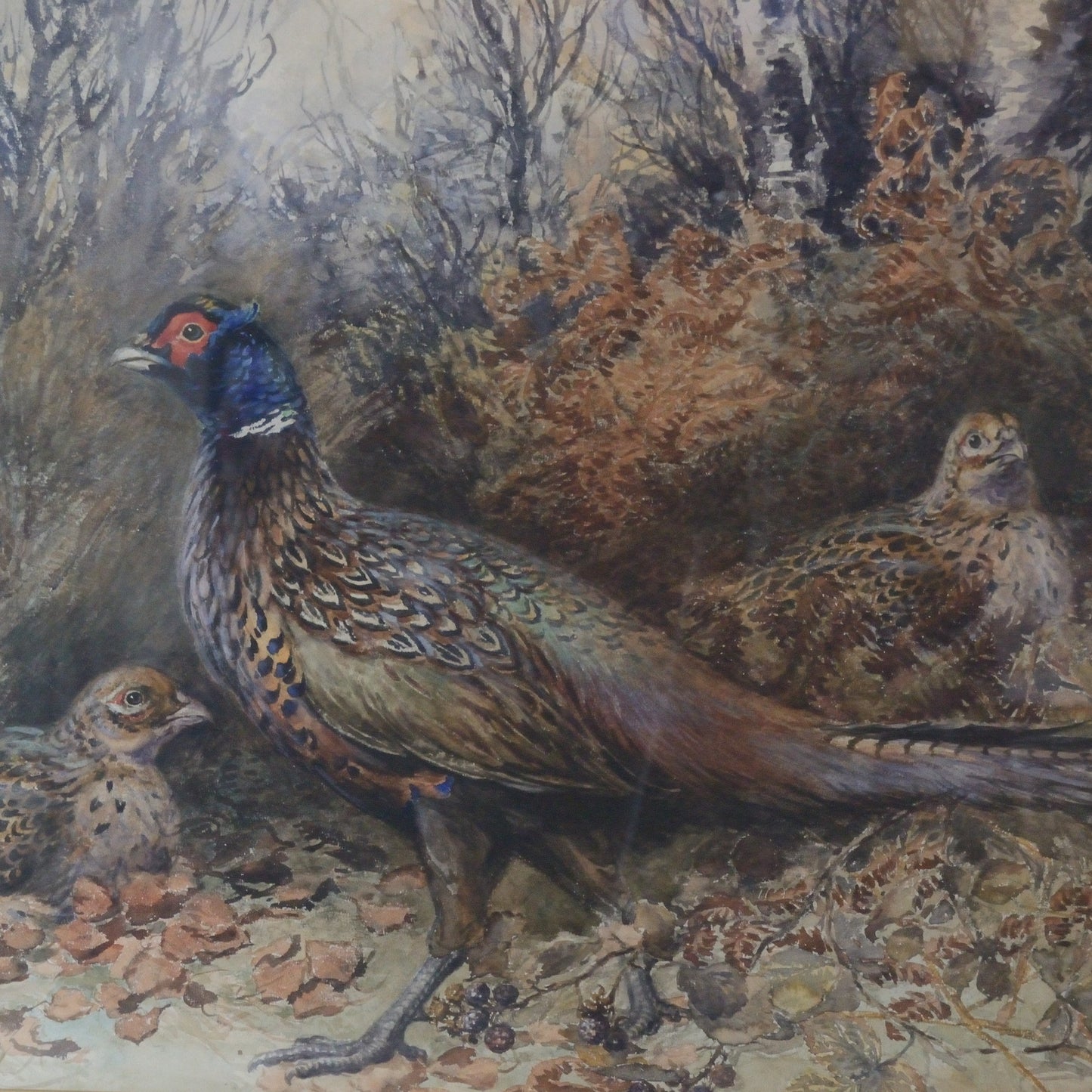 'Pheasants'    George Anderson Short (1856-1945) Watercolour