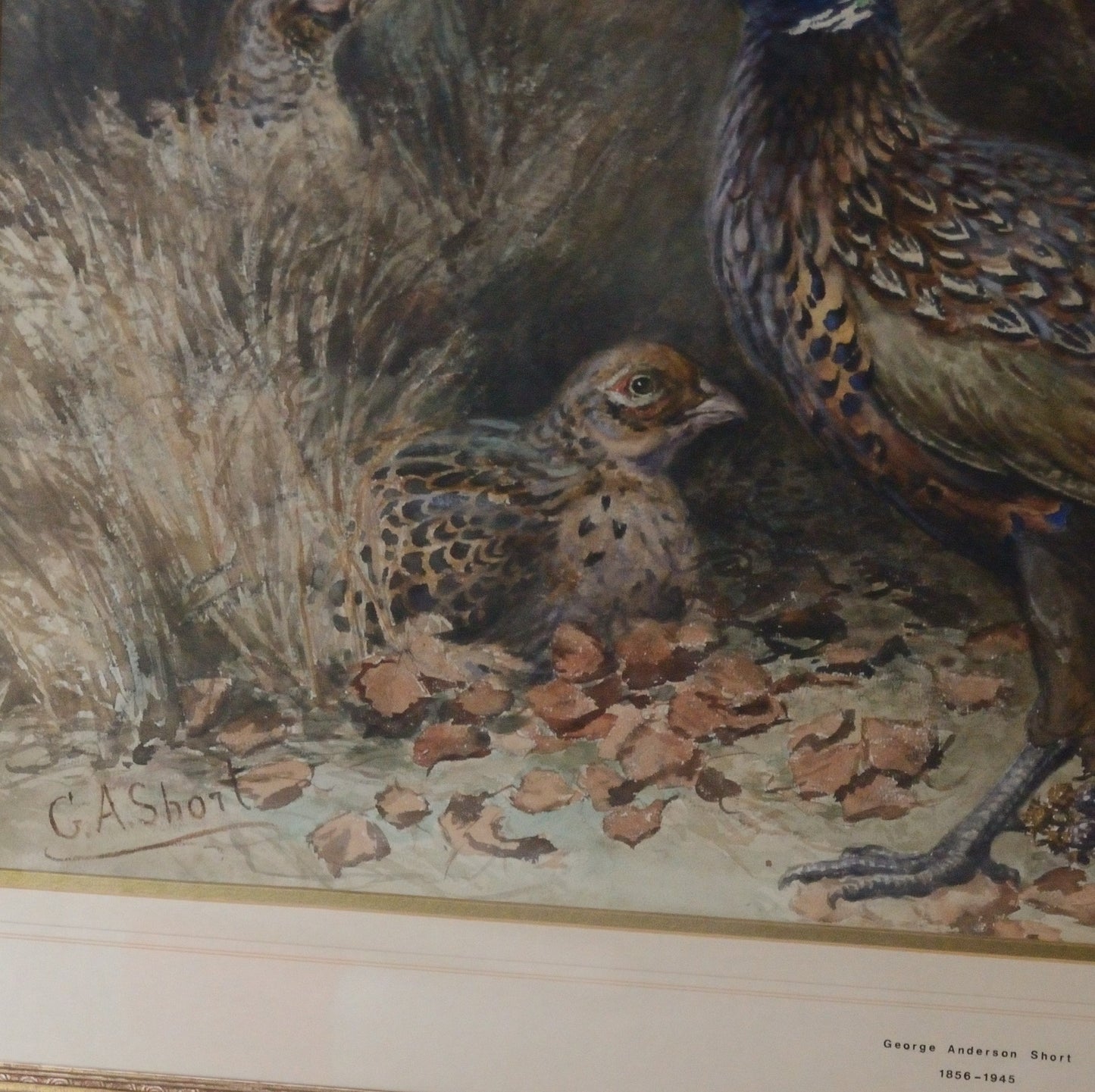 'Pheasants'    George Anderson Short (1856-1945) Watercolour