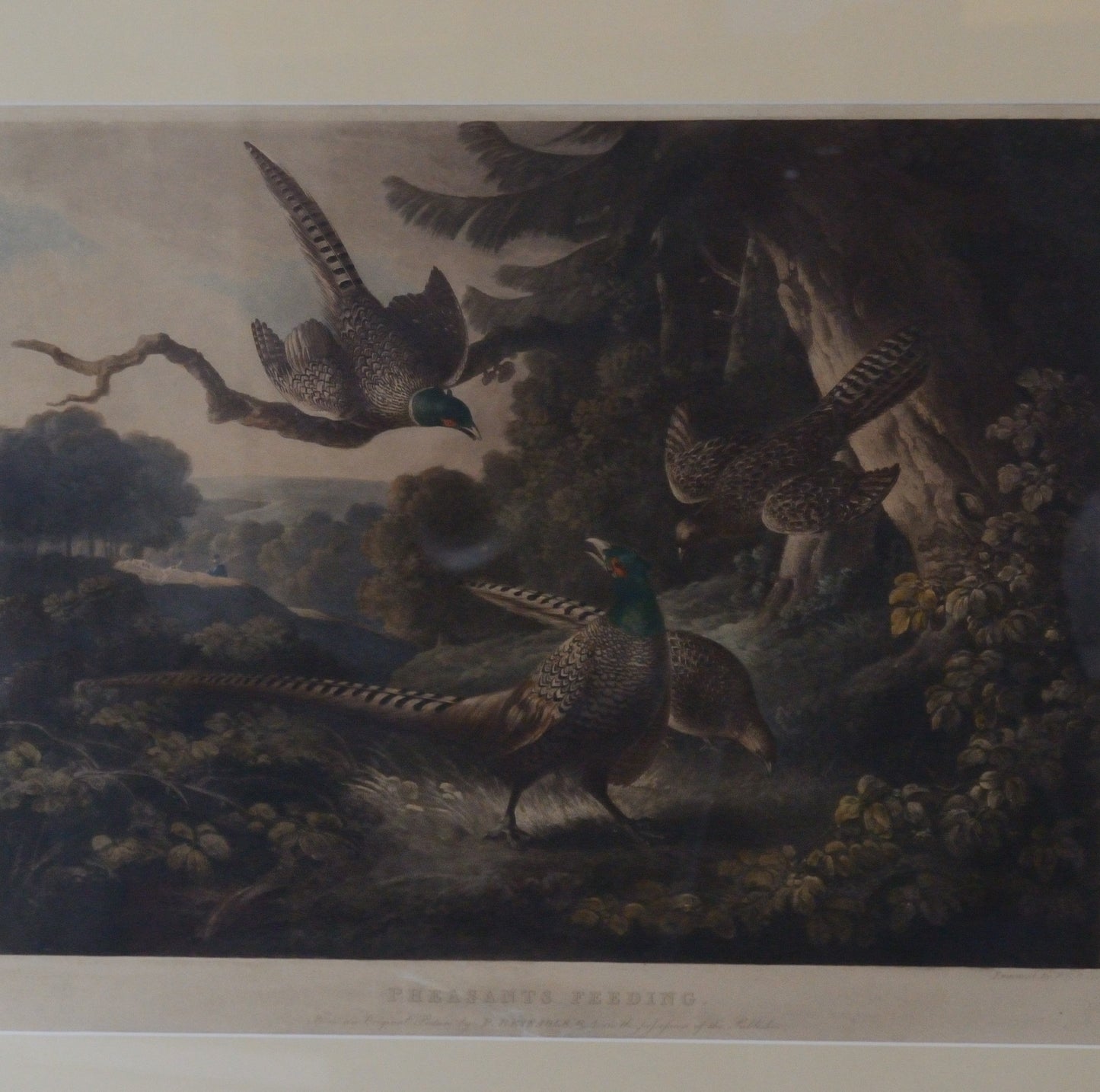 'Pheasants Feeding'  An engraving by P Reinagle R.A.